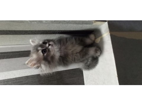 60 Günlük Sağlıklı Yavru Kediler