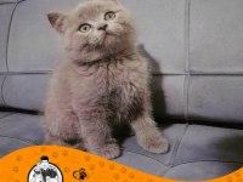 British Shorthair Kitten