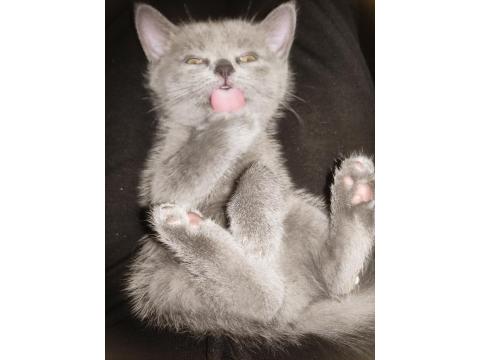 British Shorthair Kedisi