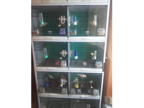 Üreticiden Al Mozaik Kanarya