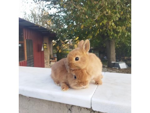 Orjinal Cüce Tavşan Yavruları
