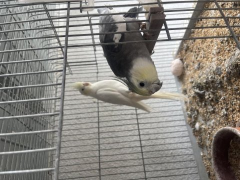 Toplu Mutasyon Sultan Papağanı Takımlar Ve Ekipmanlar