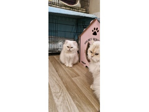 Ücretsiz Sahiplendirme Kediler