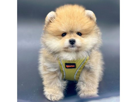 Safkan Pomeranian Boo Yavrularımız