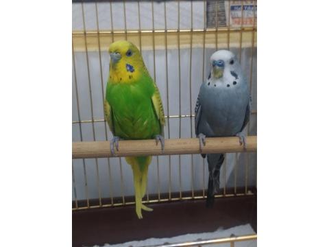 Çift Mutasyon Muhabbet Kuşu