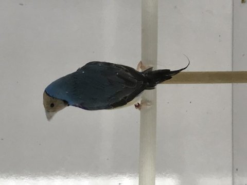 Golden Finch Parrot Kesik Boyun Üreticisi