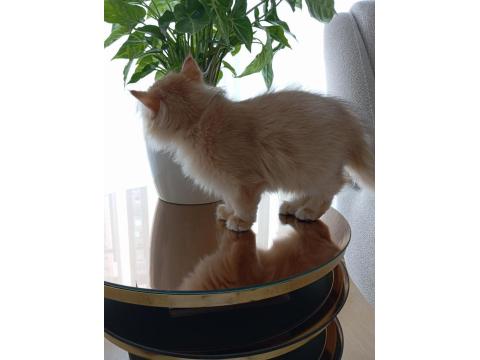 3.5 Aylık By12 British Longhair Dişi Kedimiz