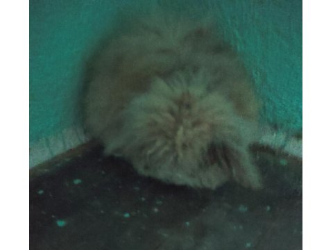 Hollanda Lop Tavşanlar