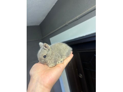 Safkan Evcil Yavru Tavşanlar Her İle Gönderim Var