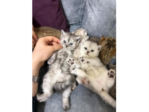 2 Aylık British Yavrularımız Yuvasını Arıyor