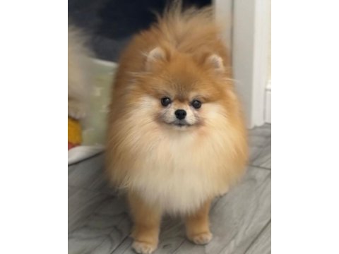 Orjinal Pomeranian Boo