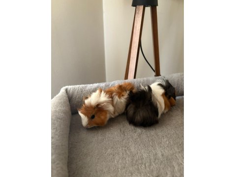 Yeni Guinea Pig Yavrularımıza Aile Olmak İster Misiniz?