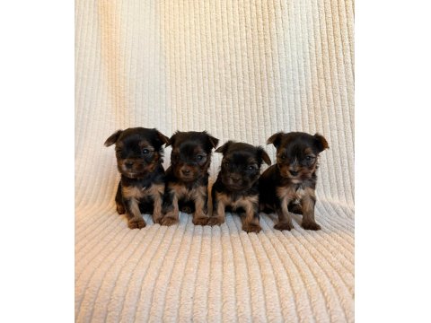 Teacup Yorkshire Terrier Ev Doğumlu Yavrular