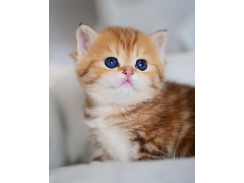 Güzellik Abidesi Golden British Shorthair Yavrumuz