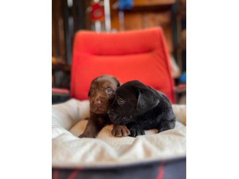 Sadakat Ve Sevgi Dolu Labrador Yavruları Sizleri Bekliyor