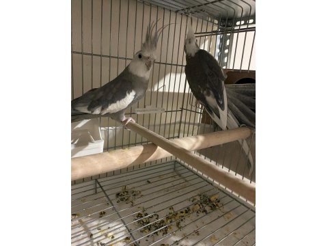 Sultan Papağanı Takımlar Uyguna