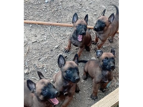 Belçika Kurdu Köpeklerimiz