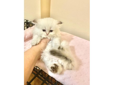 Beyaz Uzun Tüylü Minnak Erkek Kedimiz Mavi Gözlü