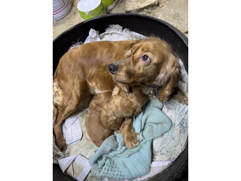 45 Günlük İngiliz Cocker