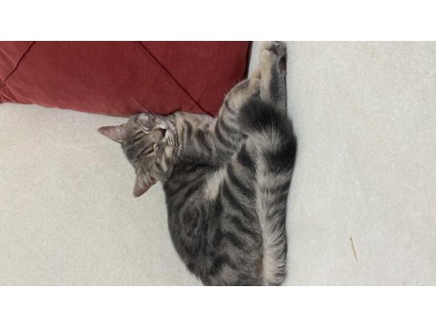 Ücretsiz 6 Aylık British Silver Tabby