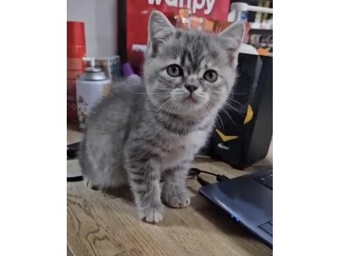 Silver Cream British Shorthair