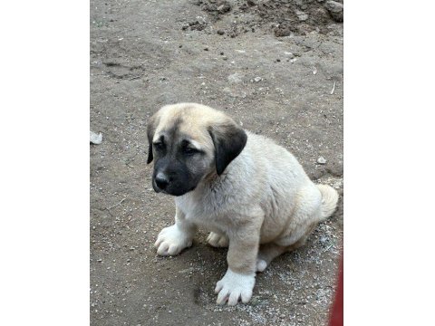 Orijinal Safkan Kangal Yavrular
