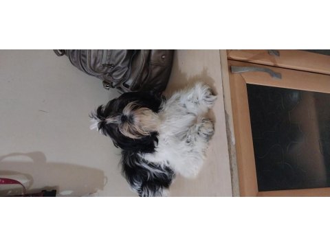 Shih Tzu Yavru Köpeği