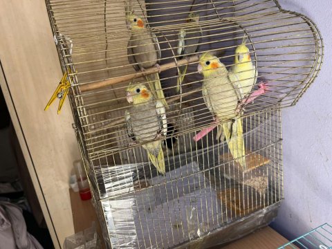 1,5 Aylık Yavru Sultan Papağanları