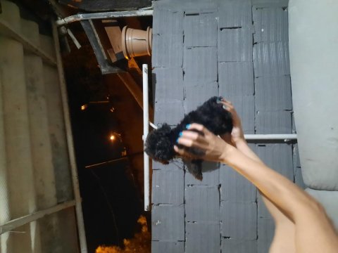 Teacup Toy Poodle Köpeği