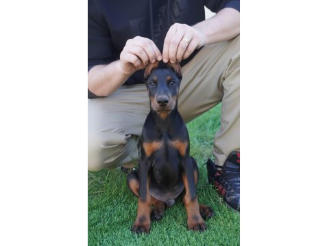 A Scr Safkan Doberman Yavrularımız