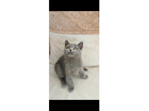 Gri Lilac Dişi Erkek Yavru Kediler