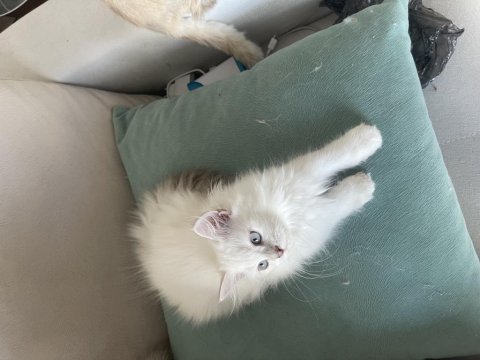 Safkan Atalardan Point British Longhair Yavrular