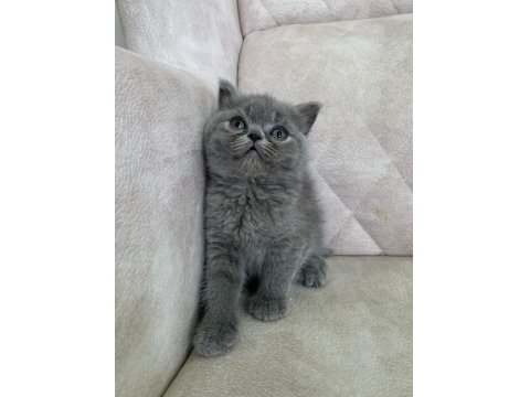 Ayı Surat Top Kafa Dişi British Shorthair Bebiş