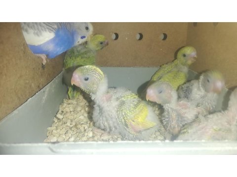 Yavru Muhabbet Kuşları