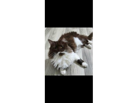 İki Tane Dişi British Longhair Cat