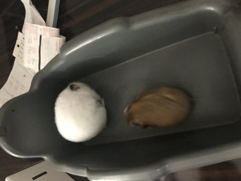 Hamster İçin Ulaşın