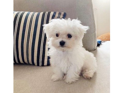 Maltese Terrier Sıfır Numara Bembeyaz