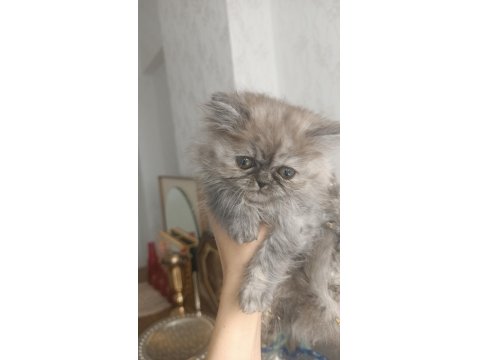 British Shorthair Silver Chocalate Ve Bicolor