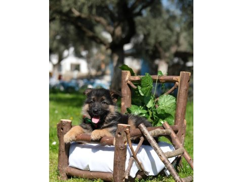 Müthiş K9 Alman Kurdu