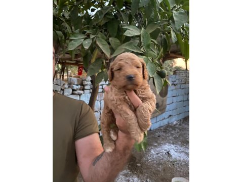 Mikro Poodle Bebekler