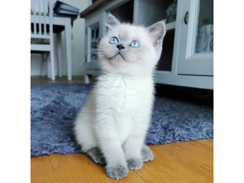 British Shorthair Yavru Kedileri