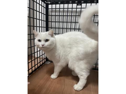 Ücretsiz Sahiplendirme Van Kedimiz