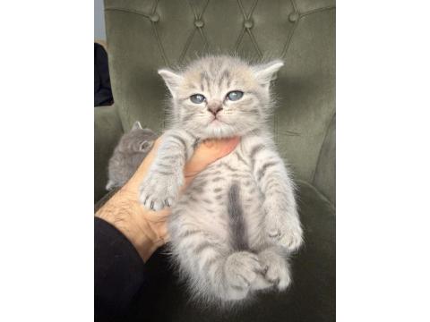 Point British Shorthair Yavrular