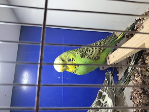 Show Çift Veya Tek Muhabbet Kuşu