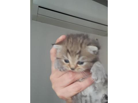 Yeni Doğmuş Yavru Kediler