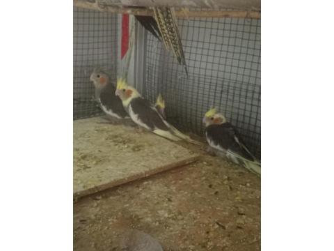 Yavru Sultan Papağanlarımız