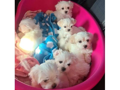 Ev Doğumu Maltese Bebeklerimiz