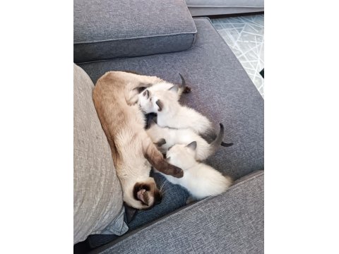 35 Günlük Siyam Kedisi Yavruları