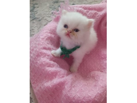 İran Kedisi Yavruları