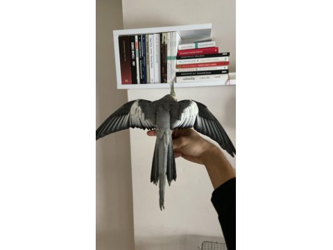 Bir Çift Ve Yavrusu İle Birlikte 3 Adet Sultan Papağanı